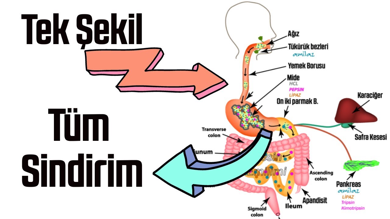 Tek Şekil , Tüm SİNDİRİM SİSTEMİ (Aras Tuğcu Çizimleriyle)