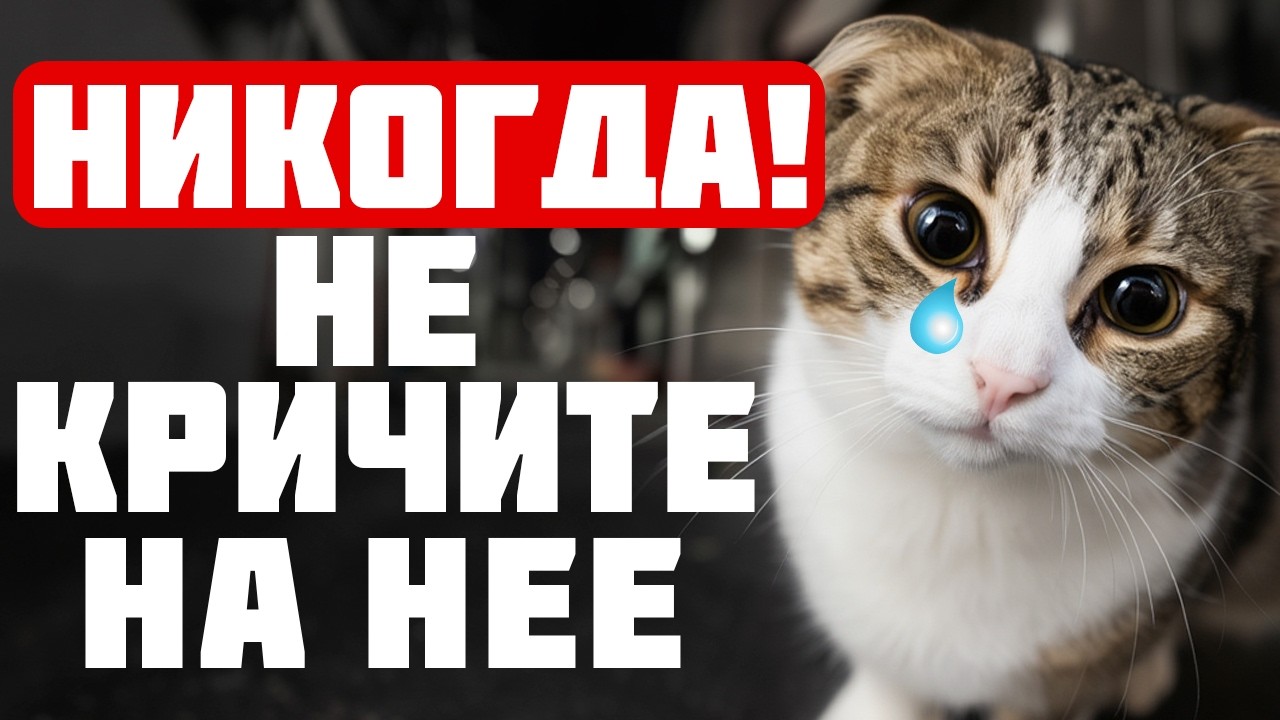 Вы кричите на кошку? Срочно прекратите! Причина ШОКИРУЕТ...