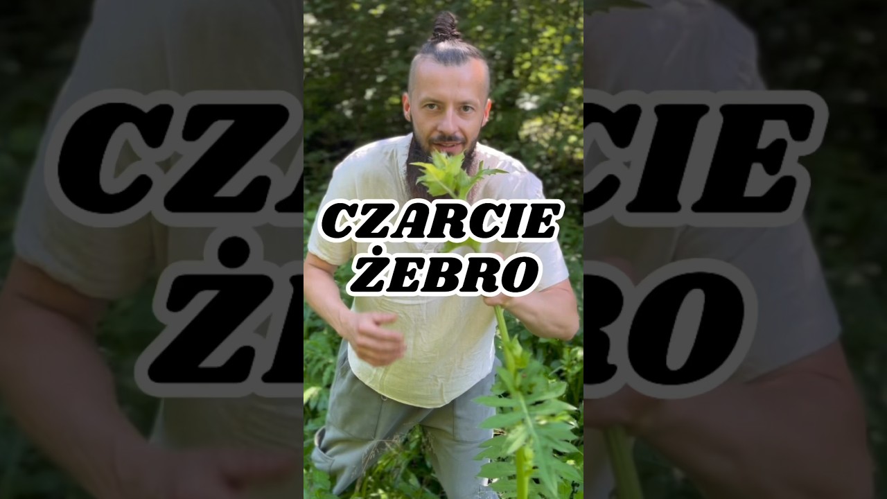 Czarcie żebro 🌿#Natura #zdrowie #zioła #las  naturalnasiła #naturopata #czarcieżebro #ostrożeń