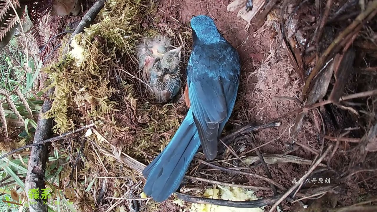 The tragic cuckoo, unable to grab food, has become hungry and thin悲催的杜鹃鸟，推不出小鸟，抢不到食物，饿瘦了