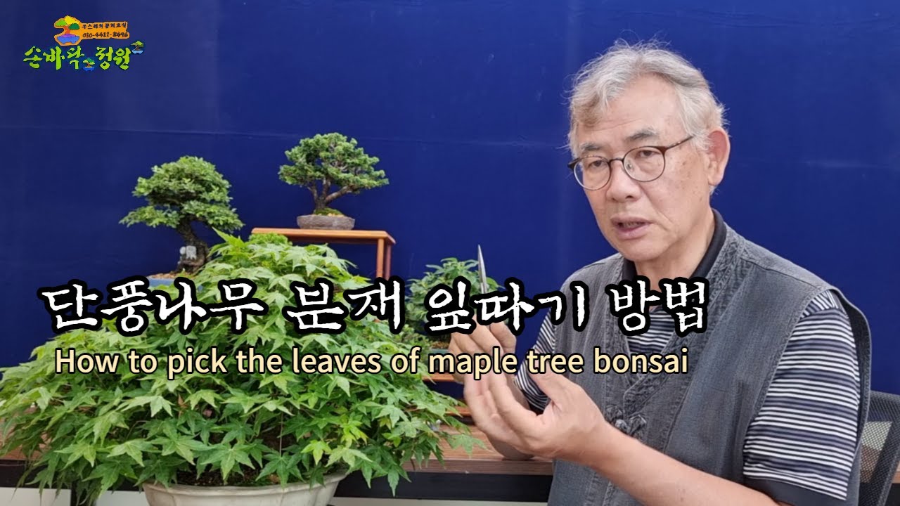 단풍나무 분재 잎따기 방법 How to pick the leaves of maple tree bonsai