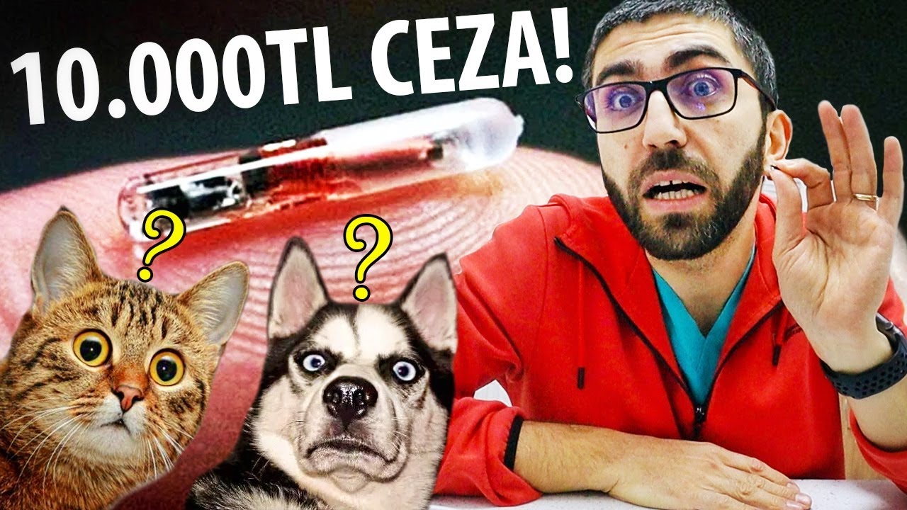 ÇİP PARA TUZAĞI MI? 😳 (Kedi Köpek Zorunlu Çip Uygulaması)