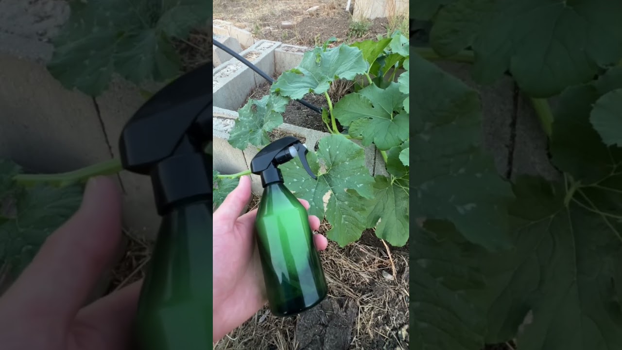 Problems with Pumpkins (squash) pt. 3 #gardening