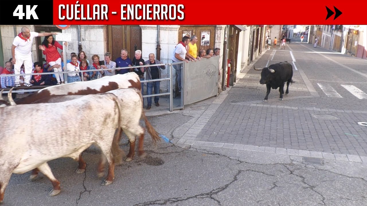 ENCIERROS en CUÉLLAR ▶ Toros de Sánchez Herrero
