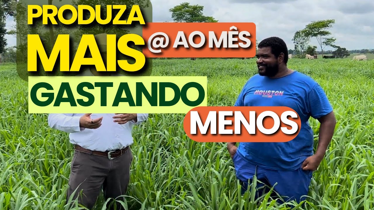 Como ter Resultados com Alta Produtividade e Baixo Custo com NOVILHAS a pasto - Cleber Ramos