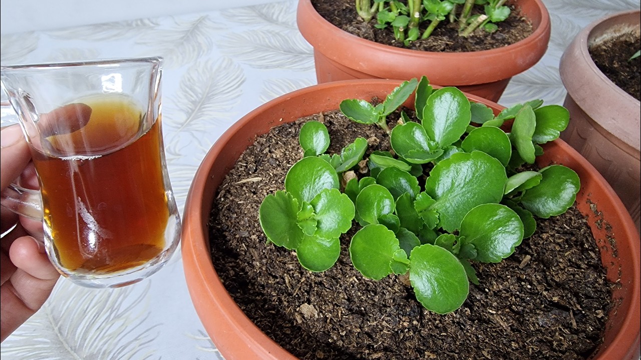 ŞOK OLDUM kalanşo bol bol FİLİZLENDİ😱 Bir Bardak VERİN çiçeklerniz CANLANSIN 