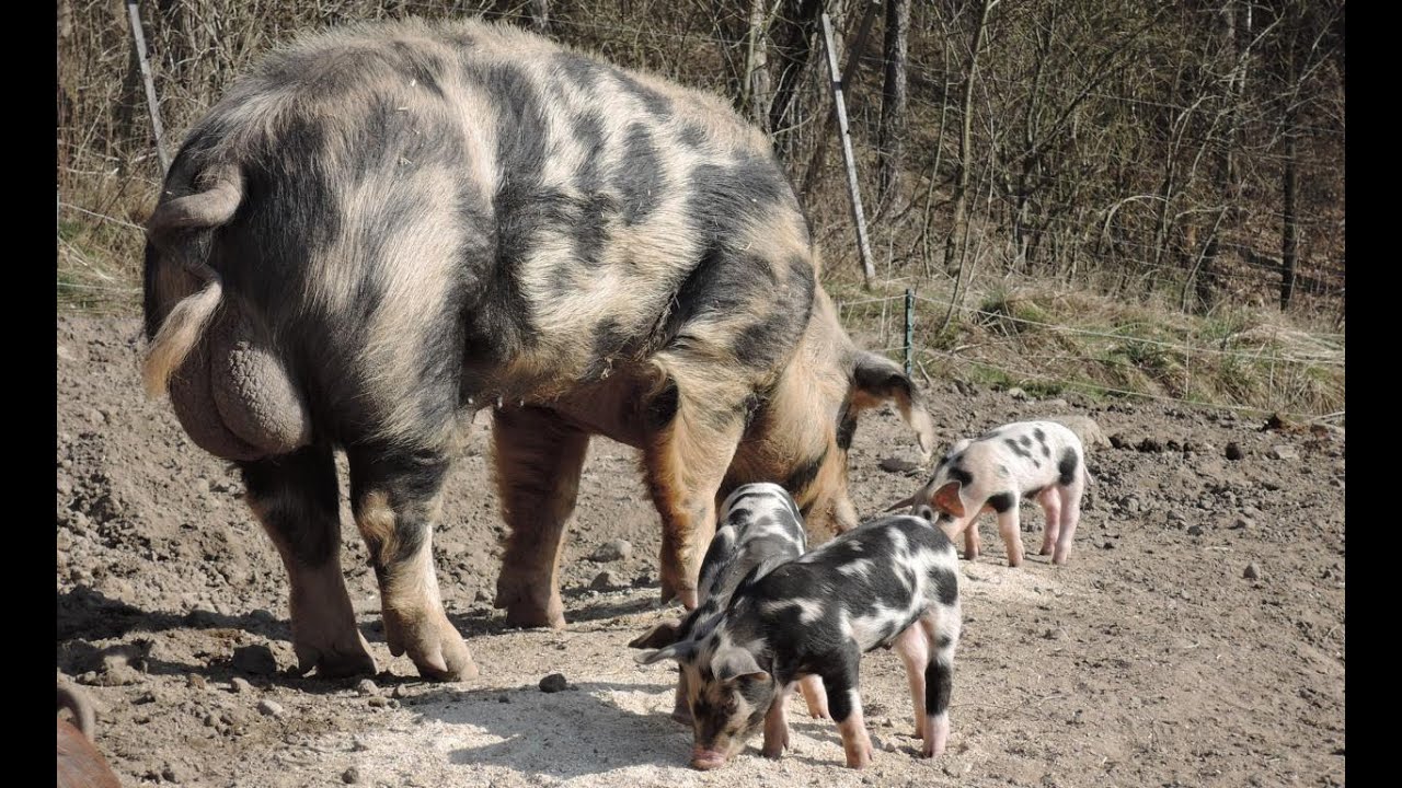 Achtung Weideschweine!