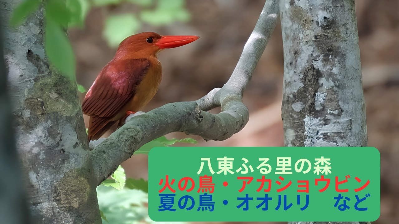 八東ふる里の森・アカショウビン・オオルリ