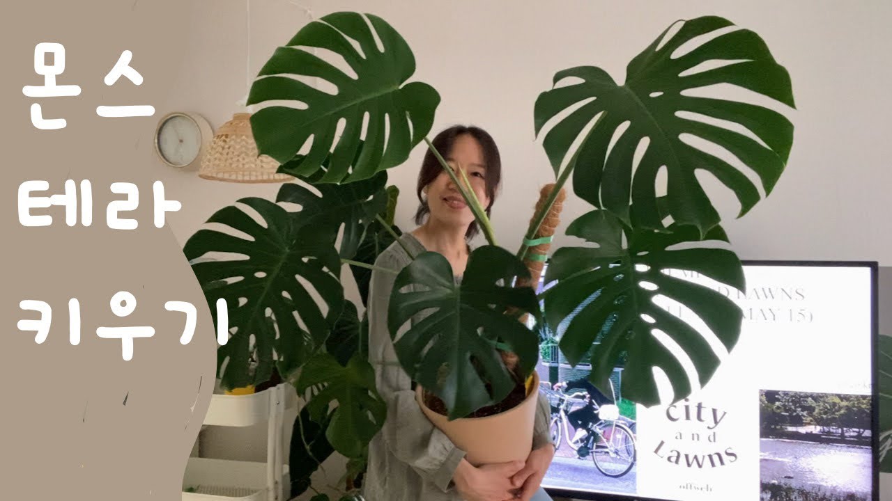 몬스테라 정갈한 수형으로 키우기 | 건강하고 예쁘게 키우는 방법 Monstera care tips