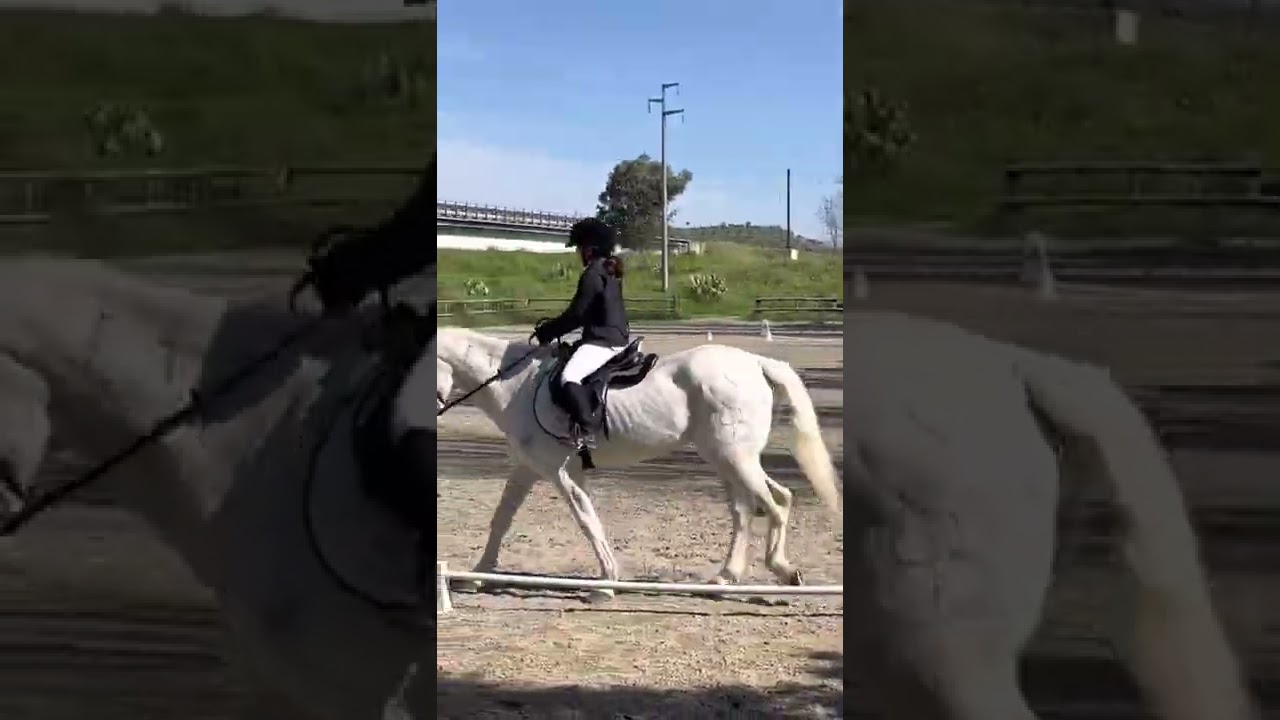 Dressage ID 30
