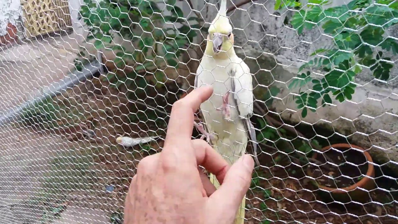 Viveiro enorme com 300 reais. Link dele pronto na descrição