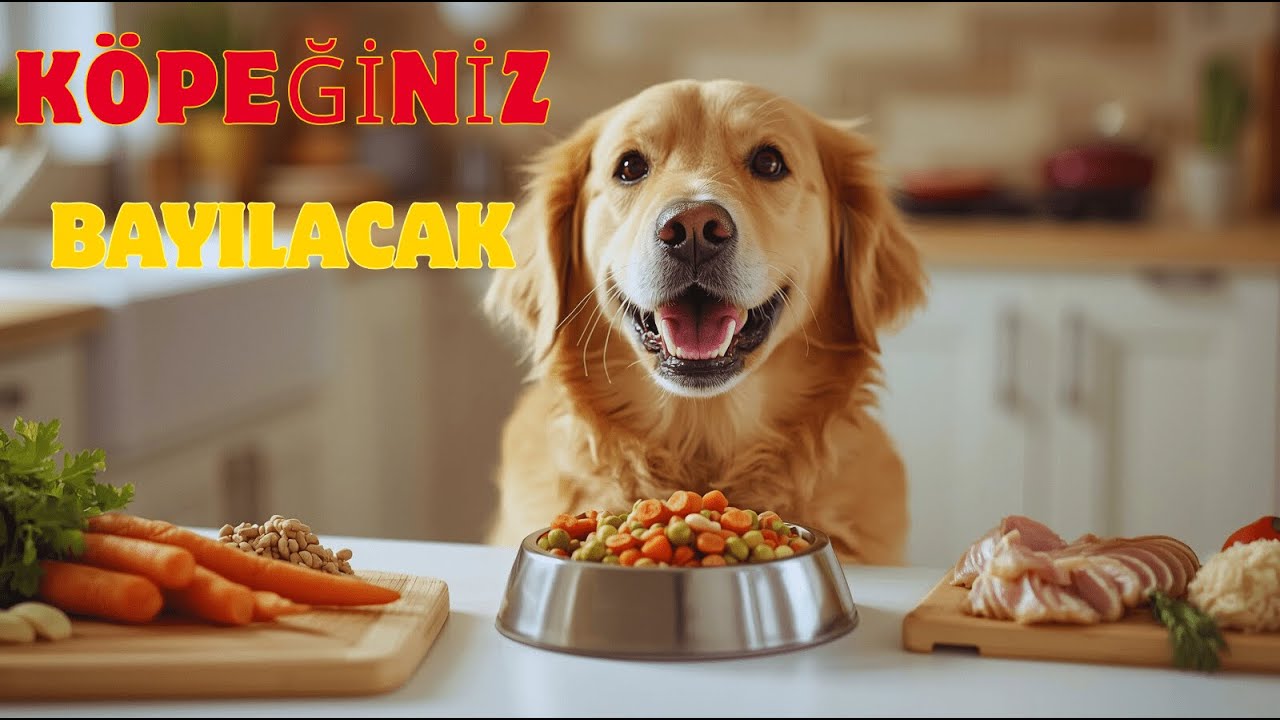 Köpek Maması Nasıl Yapılır Tarifi