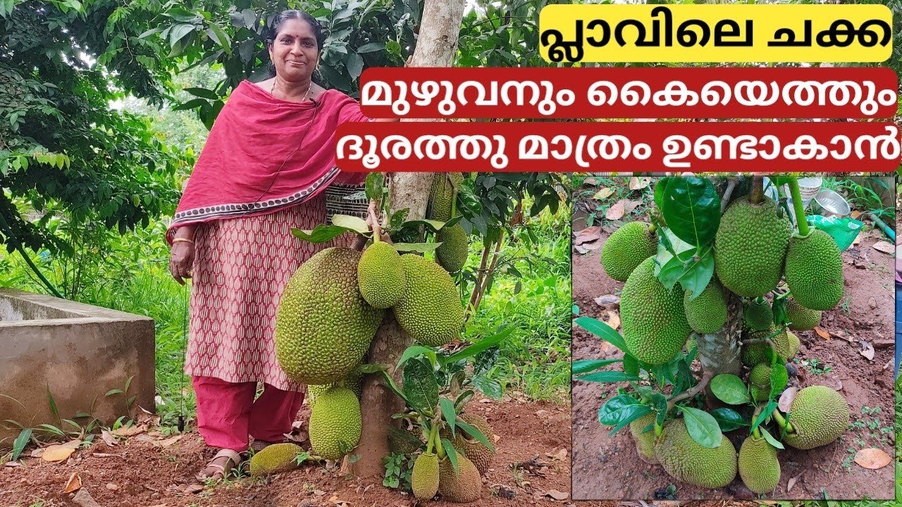 പ്ലാവിലെ ചക്ക മുഴുവനും കൈയെത്തും ദൂരത്തു മാത്രം ഉണ്ടാകാൻ | Jackfruit | Trick | Malayalam