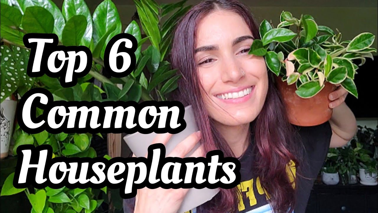 My Top 6 Favorite Common Houseplants || Easy Care & Affordable Plants for Beginners!!! 🪴