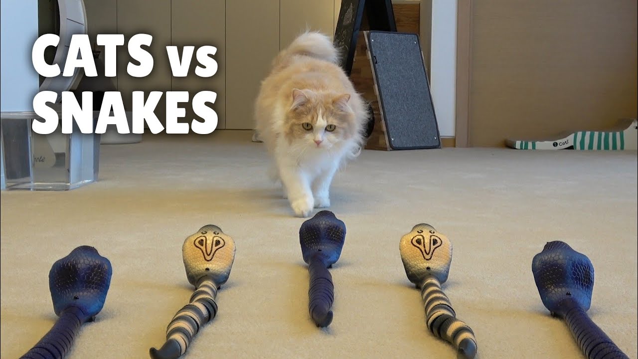 Cats vs Snakes | Kittisaurus