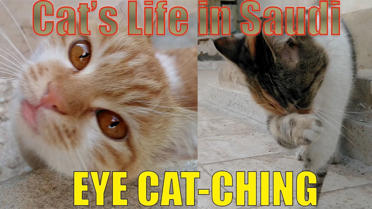 SUNFIRE EYES - The CAT with incredibly (COPPER) ORANGE EYES - Cat's Life in Saudi Arabia