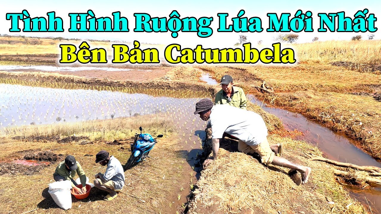 Quang Dũng || Tình Hình Mới Nhất Ruộng Lúa Bên Bản Catumbela !