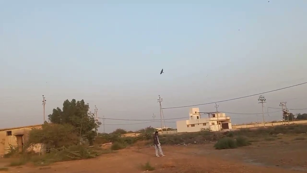 Wild and nature