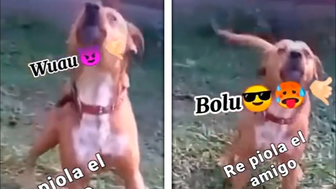PERRO ARGENTINO 😎🥵