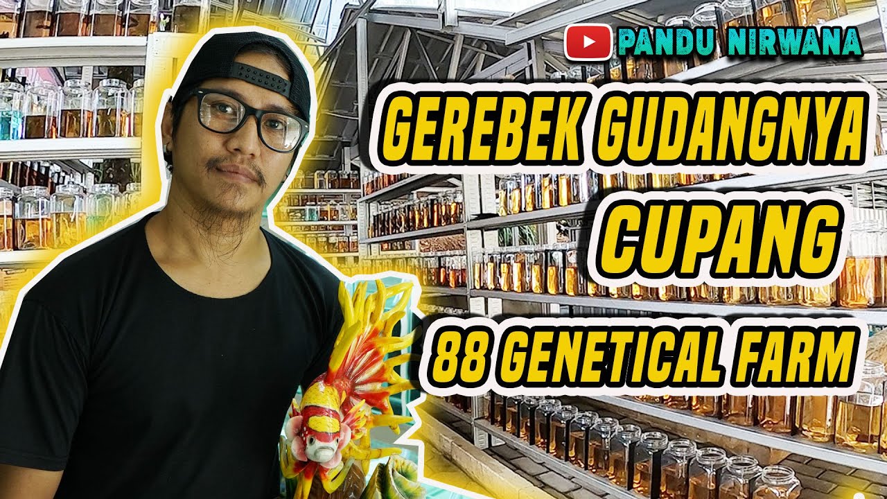 GEREBEK GUDANGNYA CUPANG 88 GENETICAL FARM BOGOR  !!!