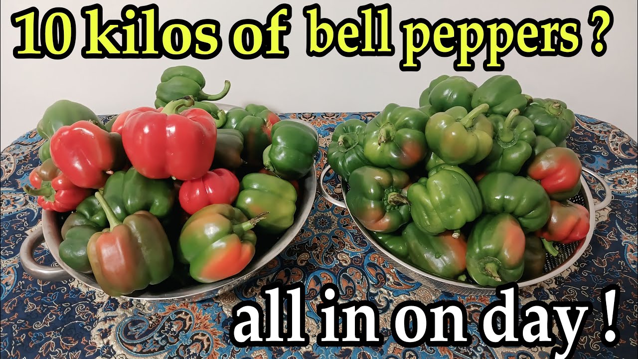Vlog: A calm vlog of prepping 10 kilos of bell peppers in one day &mdash; washing, chopping, and packing.