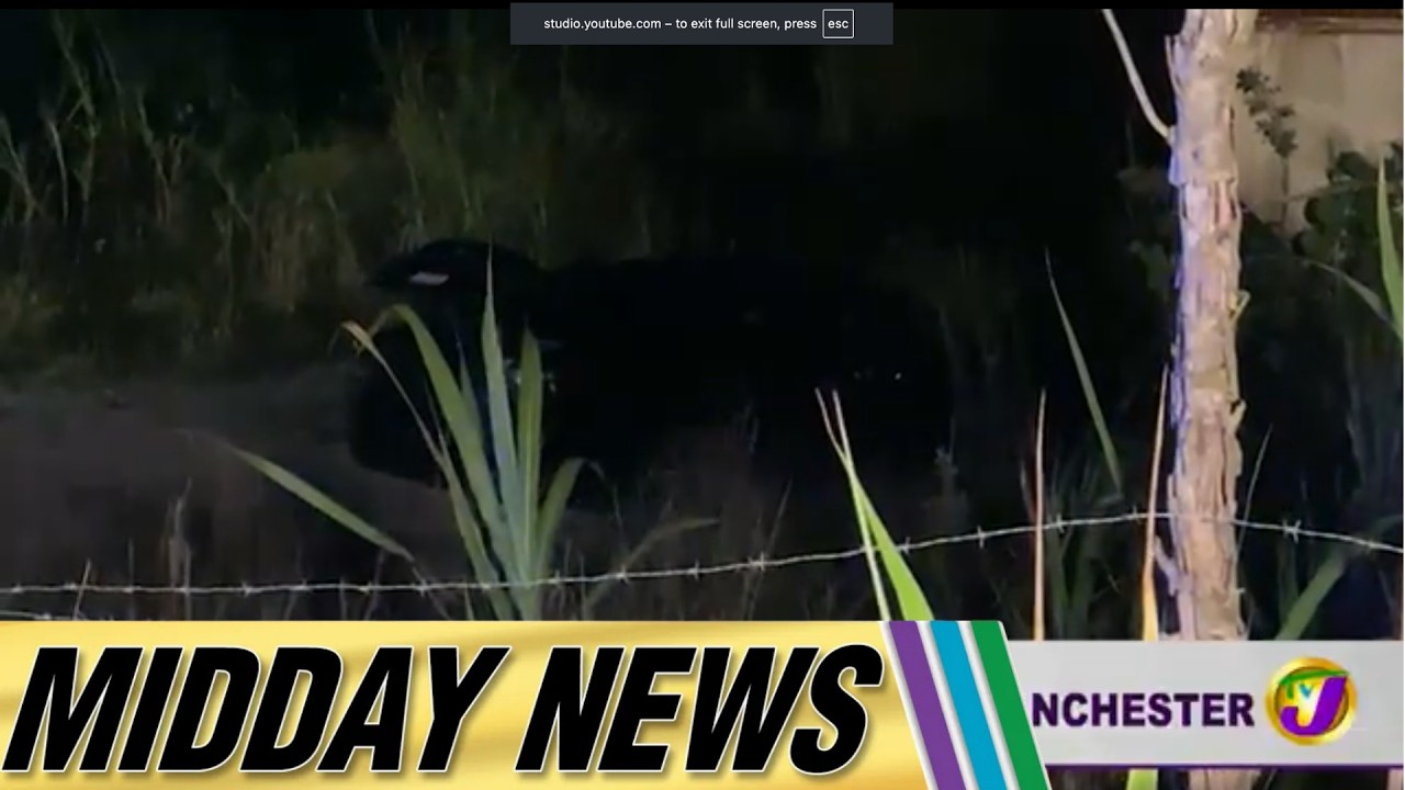 Used-Car Dealer Murdered In Manchester | Midday News