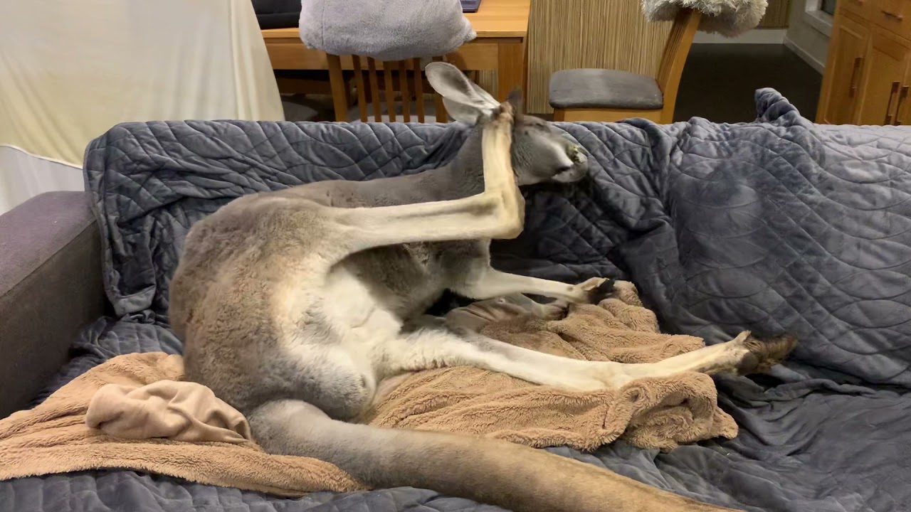 Is that a wombat Mum!