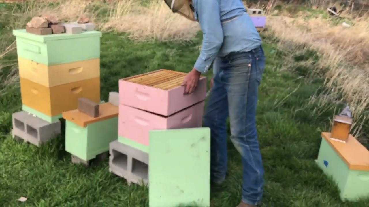 How to Smoke Honey Bees