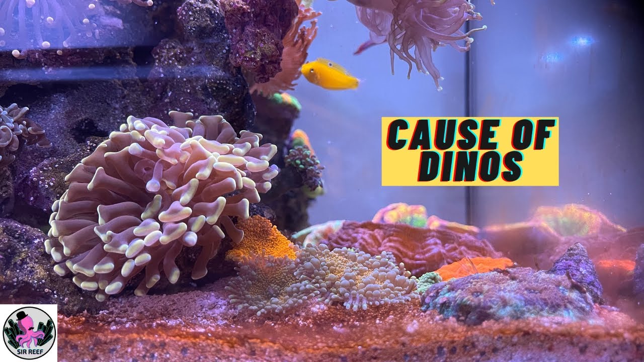 What Caused my Reef Tank Dinoflagellates