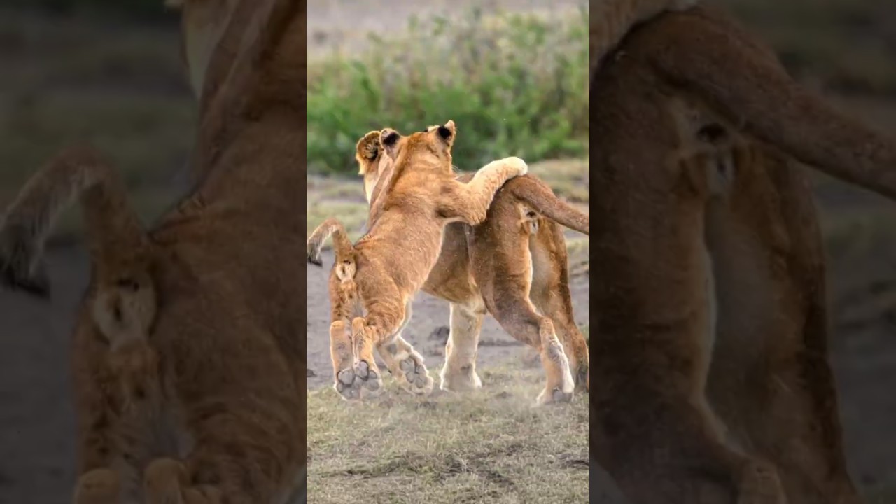 Fig Tree Pride Enjoying With Their Cubs in the Calm Weather Before the Rain | Travins World #shorts