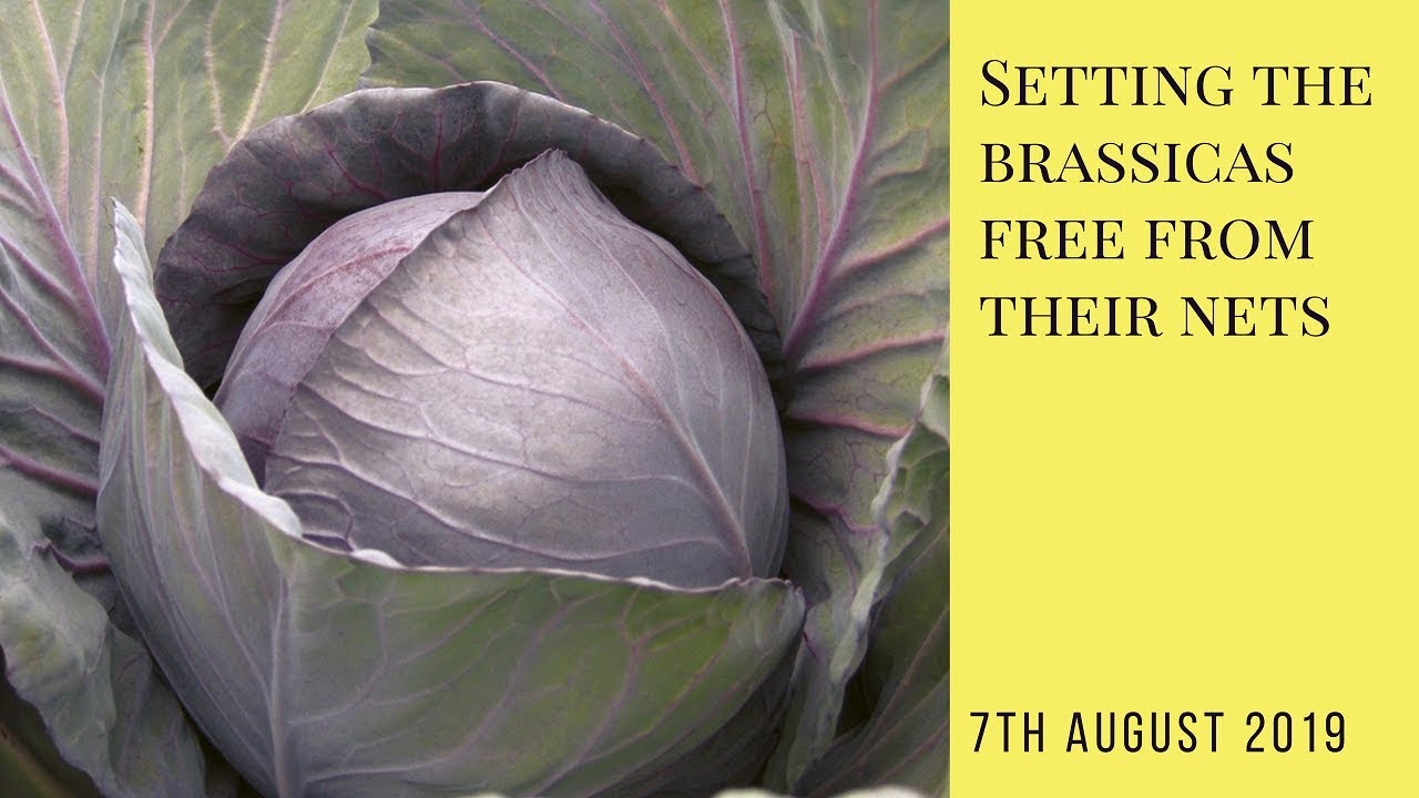 Setting the brassicas free from their nets!