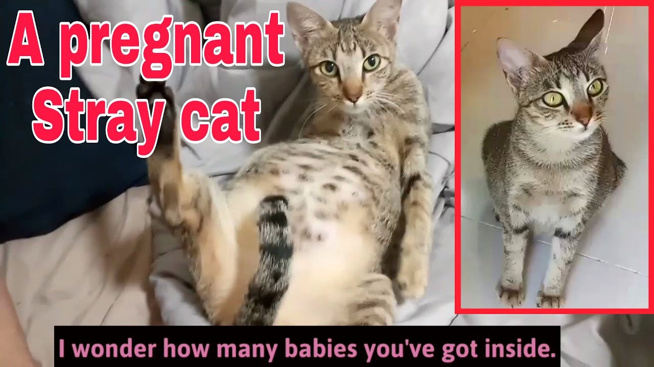 Pregnant stray cat follows me and came in into our house before giving birth!