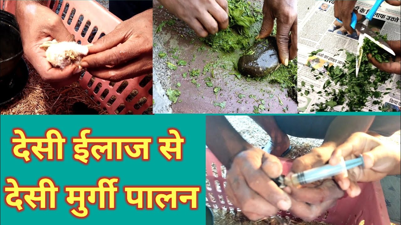 मुर्गी का देसी ईलाज।।murgi ka desi ilaj।।desi murgi ka gharelu ilaj।।desi murgi palan।।desi murgi।।