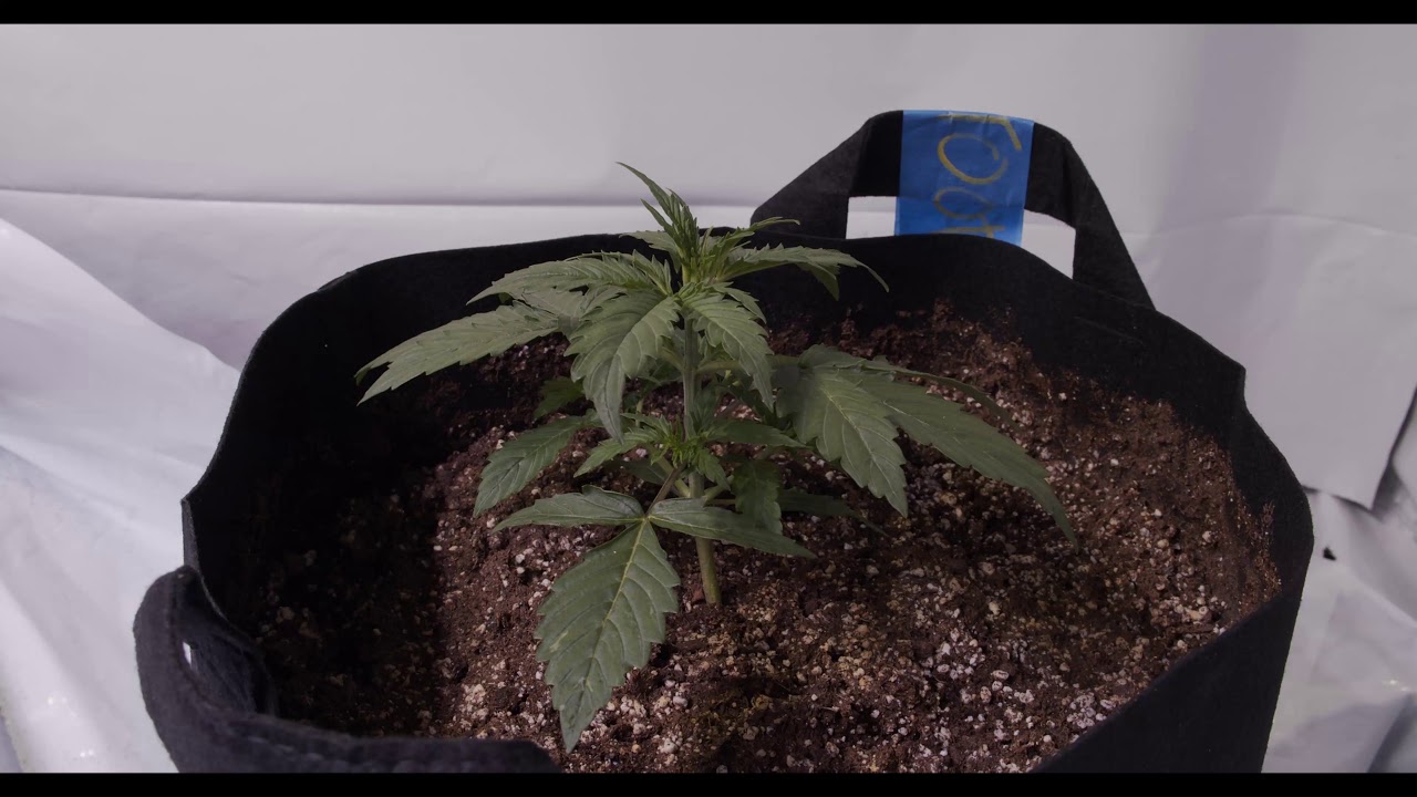 Barneys Farms Auto Sweet Tooth Day 12