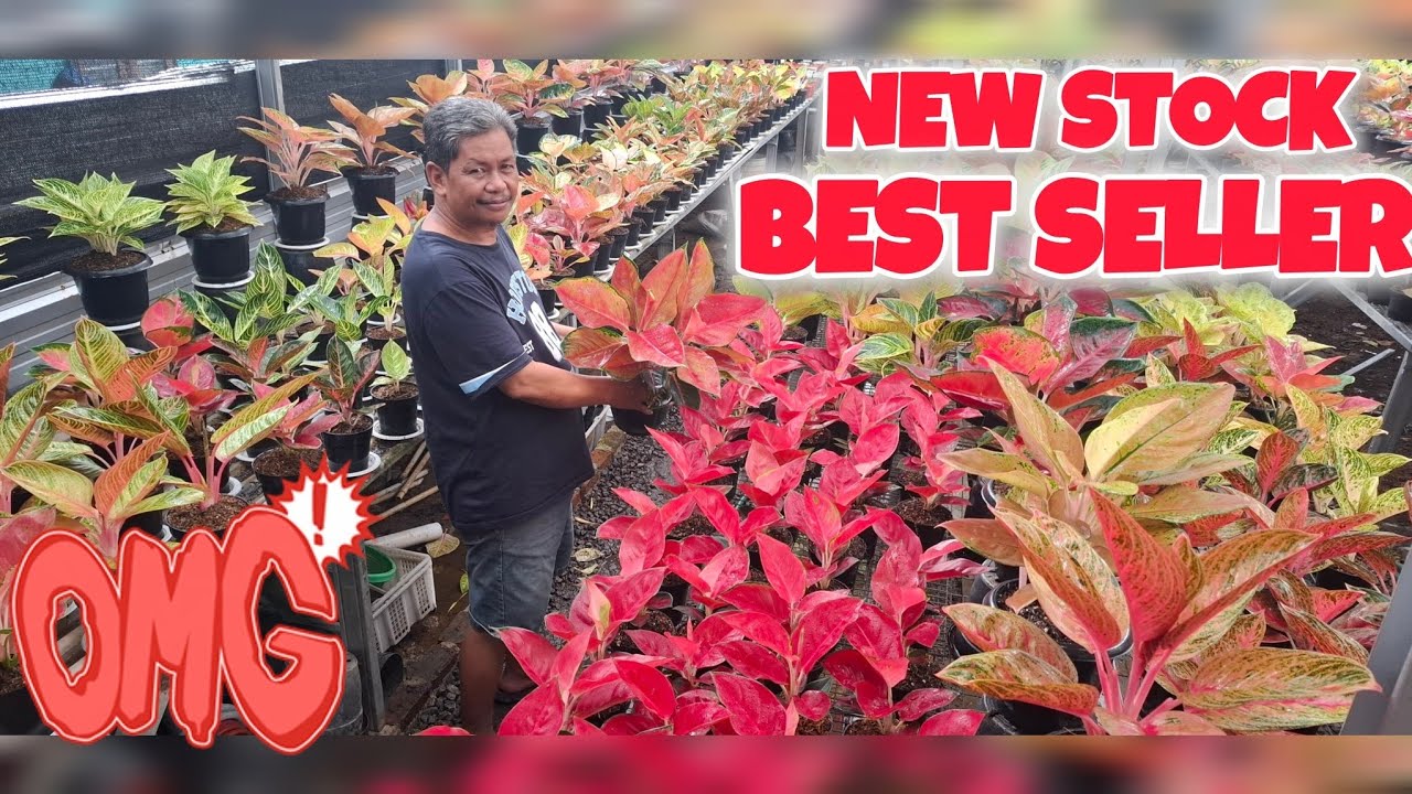 NEW STOCK !! PALING DIBURU !! JANGAN SAMPAI KEHABISAN !!