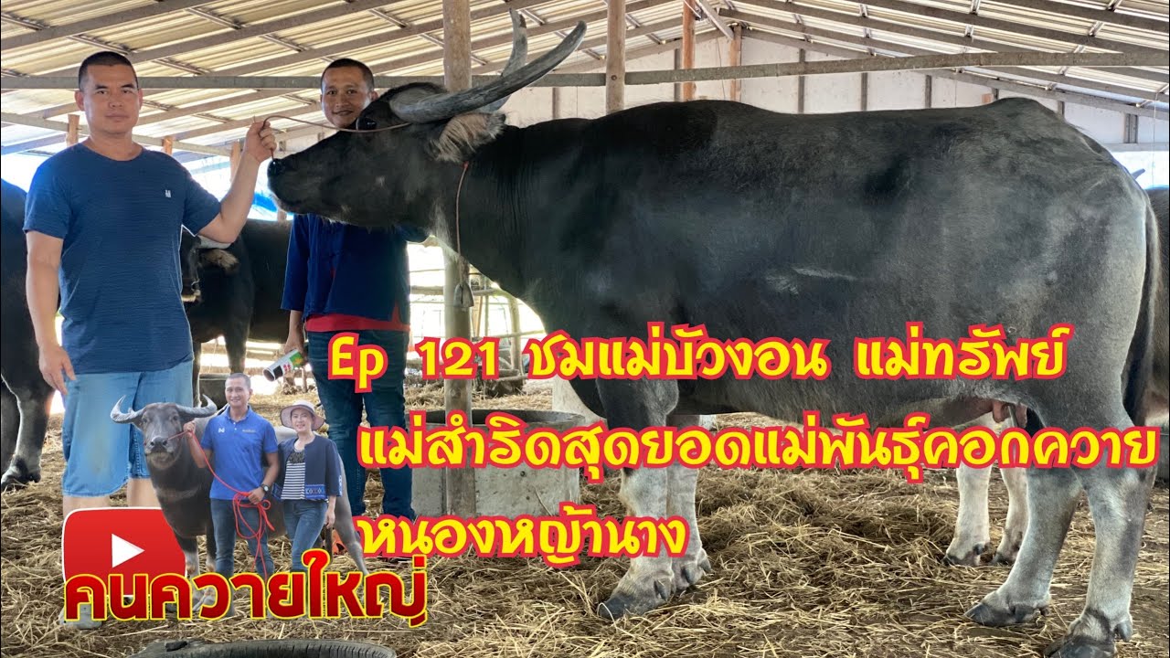 คนควายใหญ่ Ep 121 ชมแม่บัวงอน แม่ทรัพย์ แม่สำริด สุดยอดแม่พันธุ์คอกควายหนองหญ้านาง