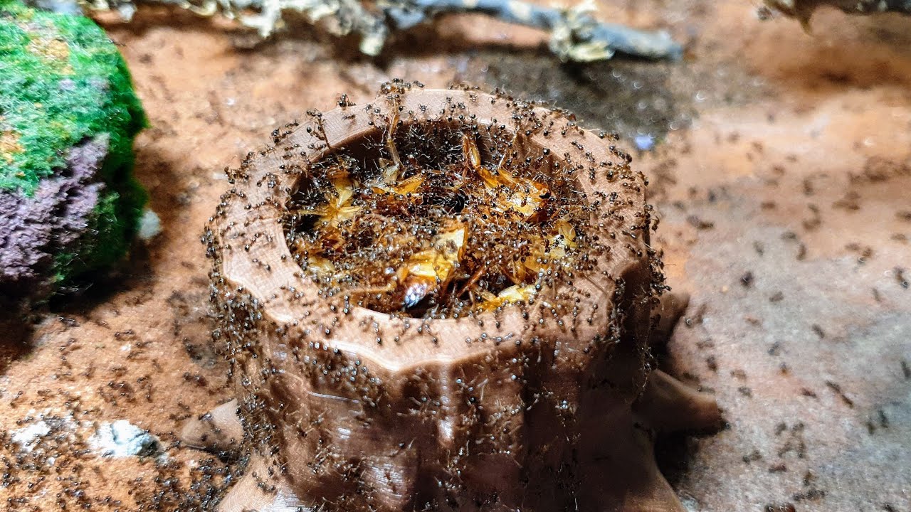Pheidole pallidula