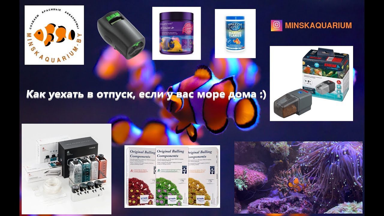 Морской аквариум дома: что делать, если хочется в отпуск?