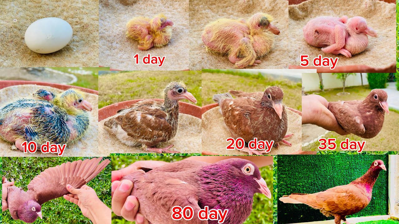 Pigeon baby growth day dy bay 🐣.pigeon baby day 1 to 80. Baby pigeon growth video