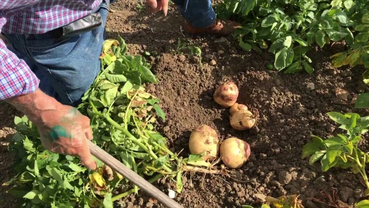 Ti Mafra As batatas