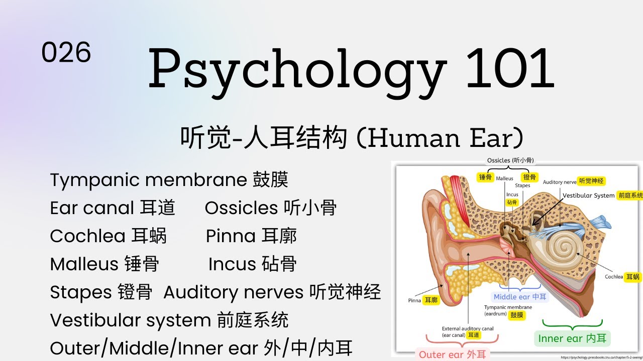 Psychology101|听觉-人耳结构 (Human Ear)