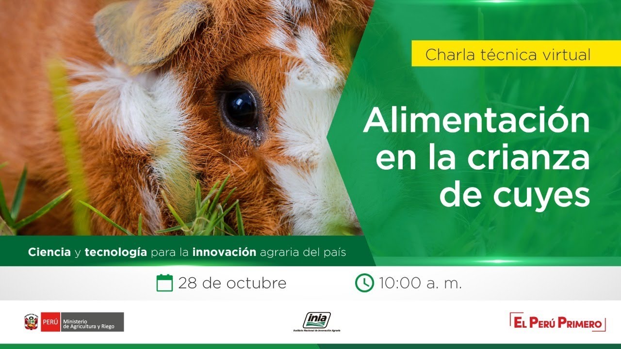 Alimentación en la crianza de cuyes