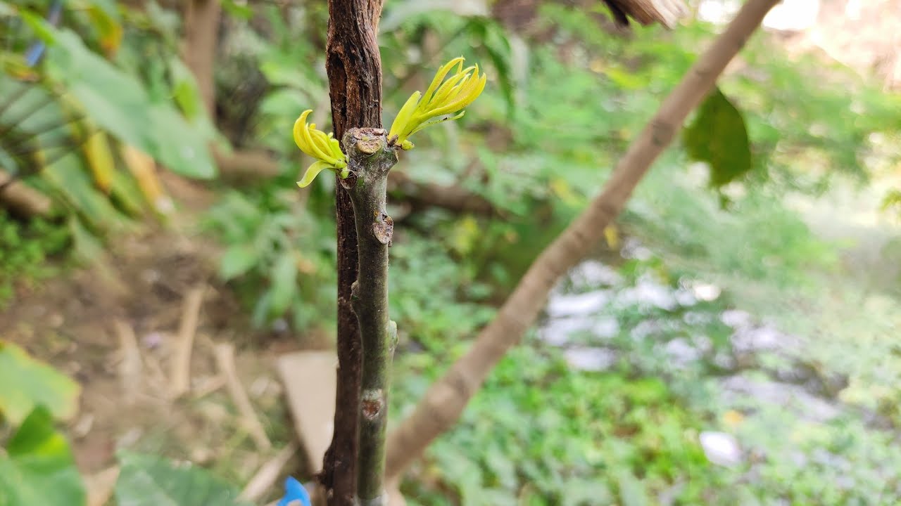care and result of Grafted mango tree full information /कलम  के पौधे की देखभाल और सवाल जवाब