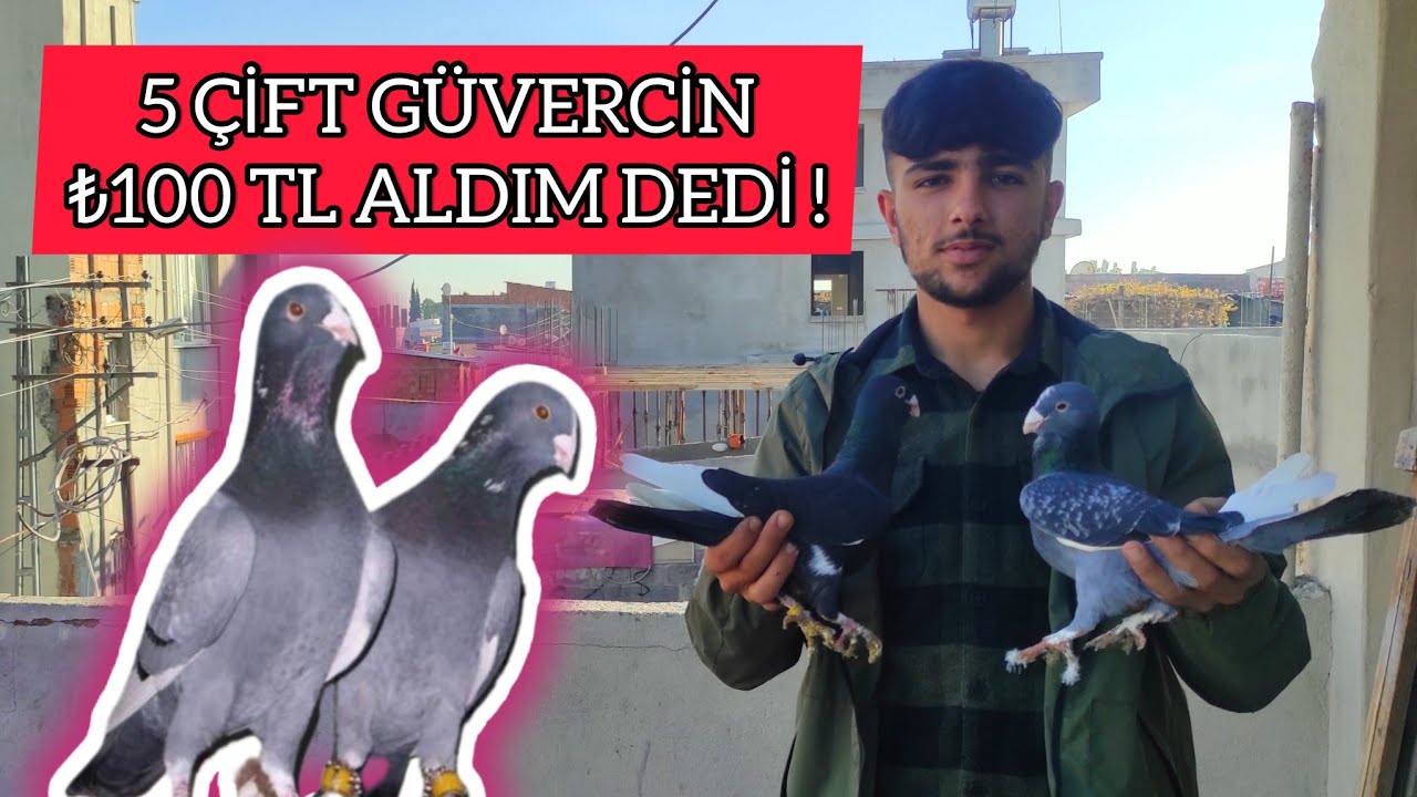 Aslan Gündüz Adana Güvercinlerini Tanıtıyor Kaliteli Güvercinler.!