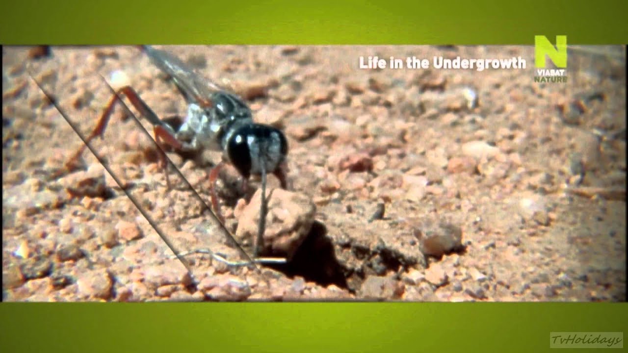 Viasat Nature HD New Look / Idents April 2014 HD1080
