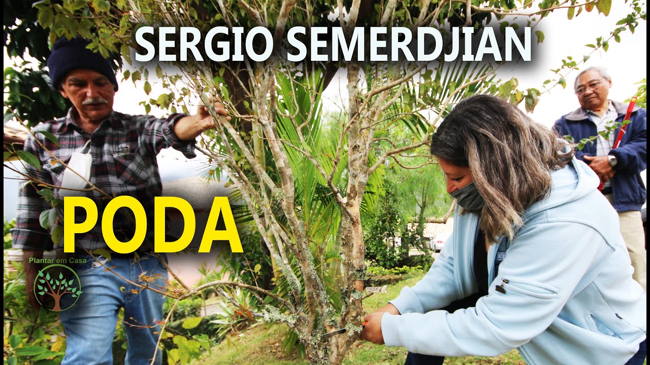 Poda e Erros em Frutíferas com Sergio Semerdjian em Ilha Bela