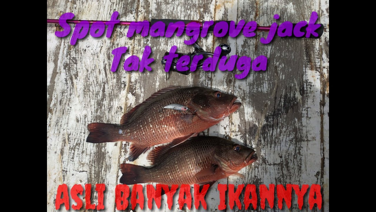 Cangkek pink Vs Mangrove jack | #Vlog Ultralight Part1