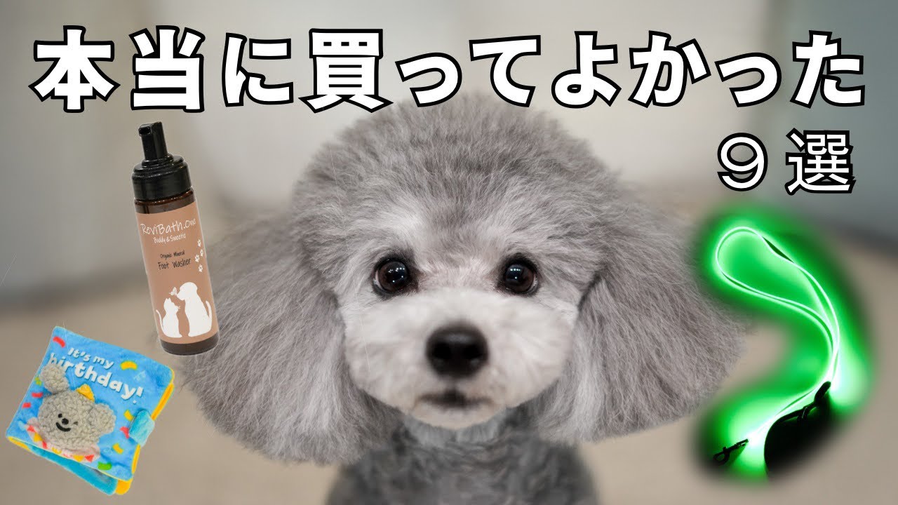 本当に買ってよかった犬用品9選｜2026年最新版【全部愛用品】