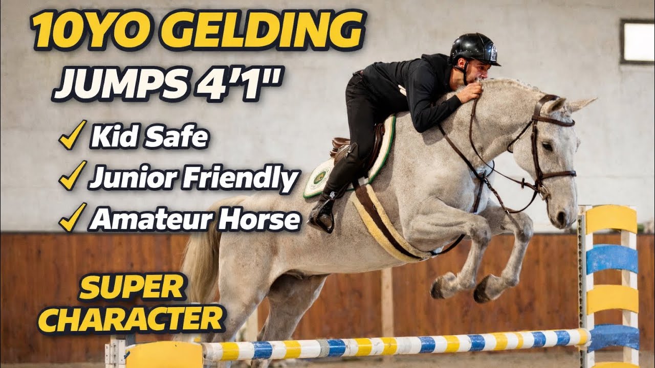 *TOP TEACHER*CAMPARI, 2016, gelding by Caesar (Colman) @ANSporthorses 
