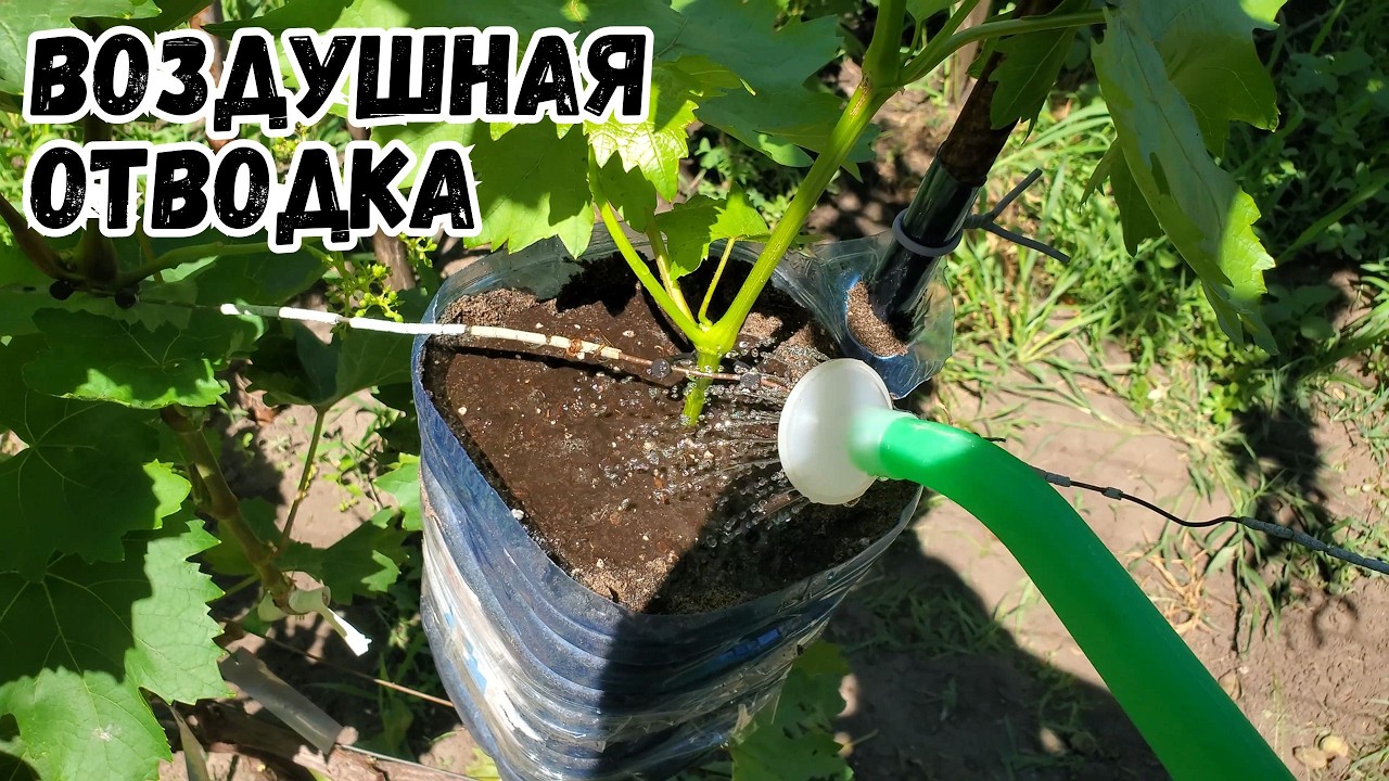 Воздушная отводка винограда 